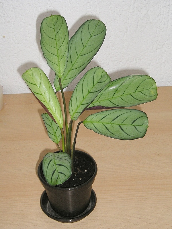 ستاره خاکستری